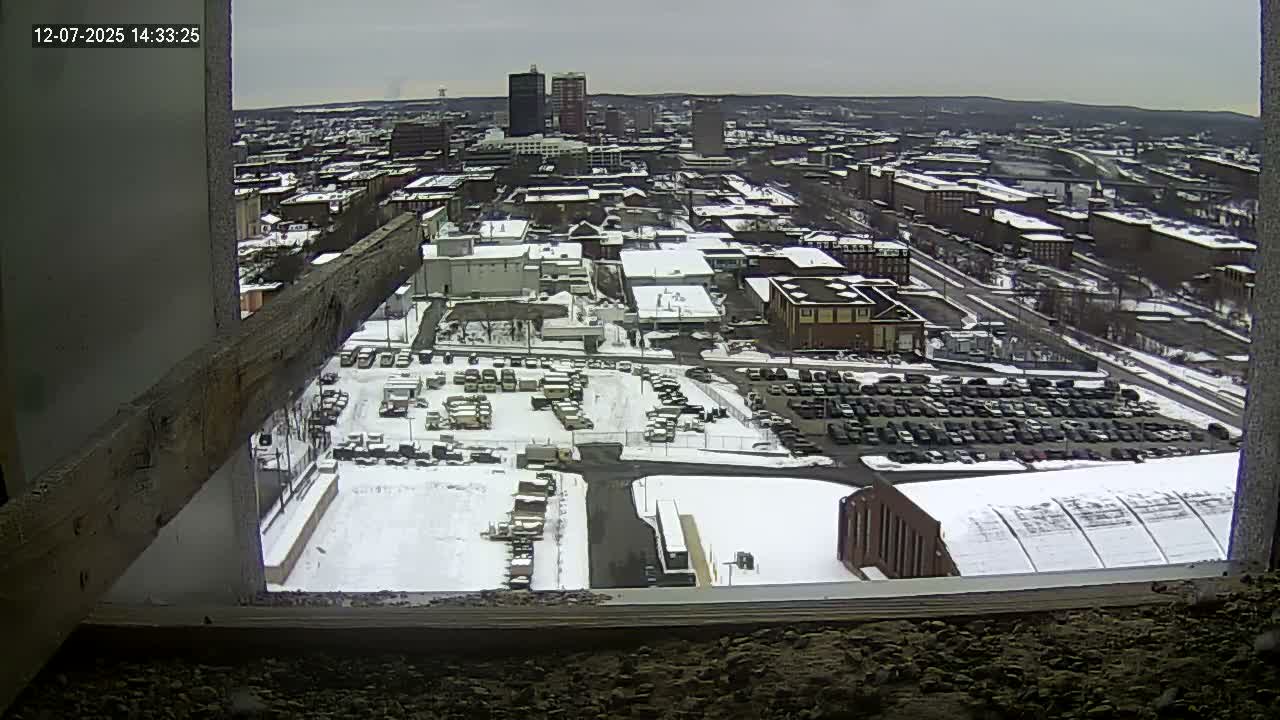 New Hampshire , Manchester City Skyline & Falcons Life Live Cam 1 - Manchester, Hillsborough, New Hampshire, USA