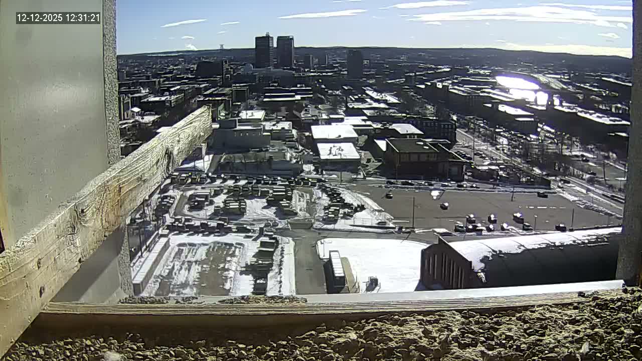 New Hampshire , Manchester City Skyline & Falcons Life Live Cam 1 - Manchester, Hillsborough, New Hampshire, USA