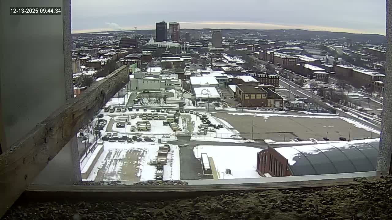 New Hampshire , Manchester City Skyline & Falcons Life Live Cam 1 - Manchester, Hillsborough, New Hampshire, USA