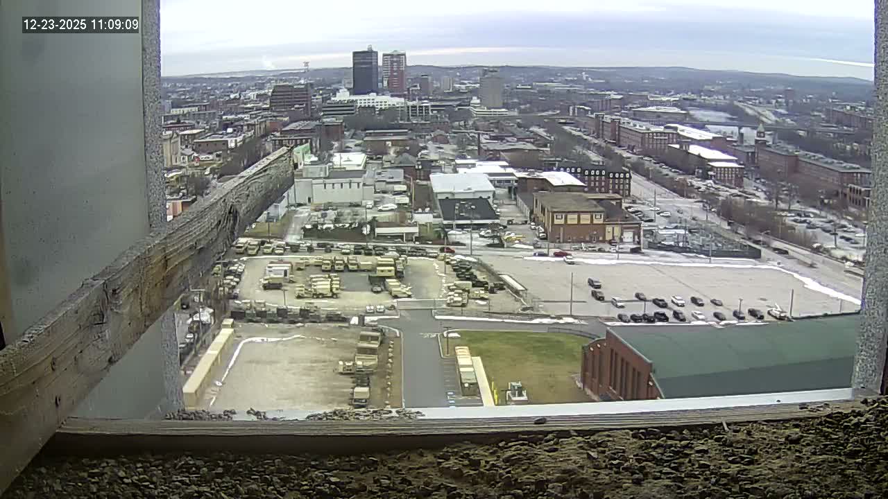 New Hampshire , Manchester City Skyline & Falcons Life Live Cam 1 - Manchester, Hillsborough, New Hampshire, USA