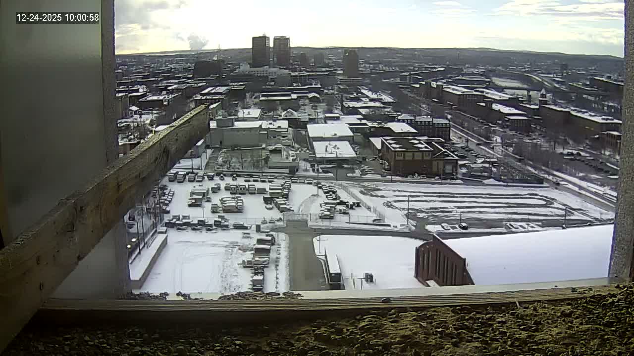 New Hampshire , Manchester City Skyline & Falcons Life Live Cam 1 - Manchester, Hillsborough, New Hampshire, USA