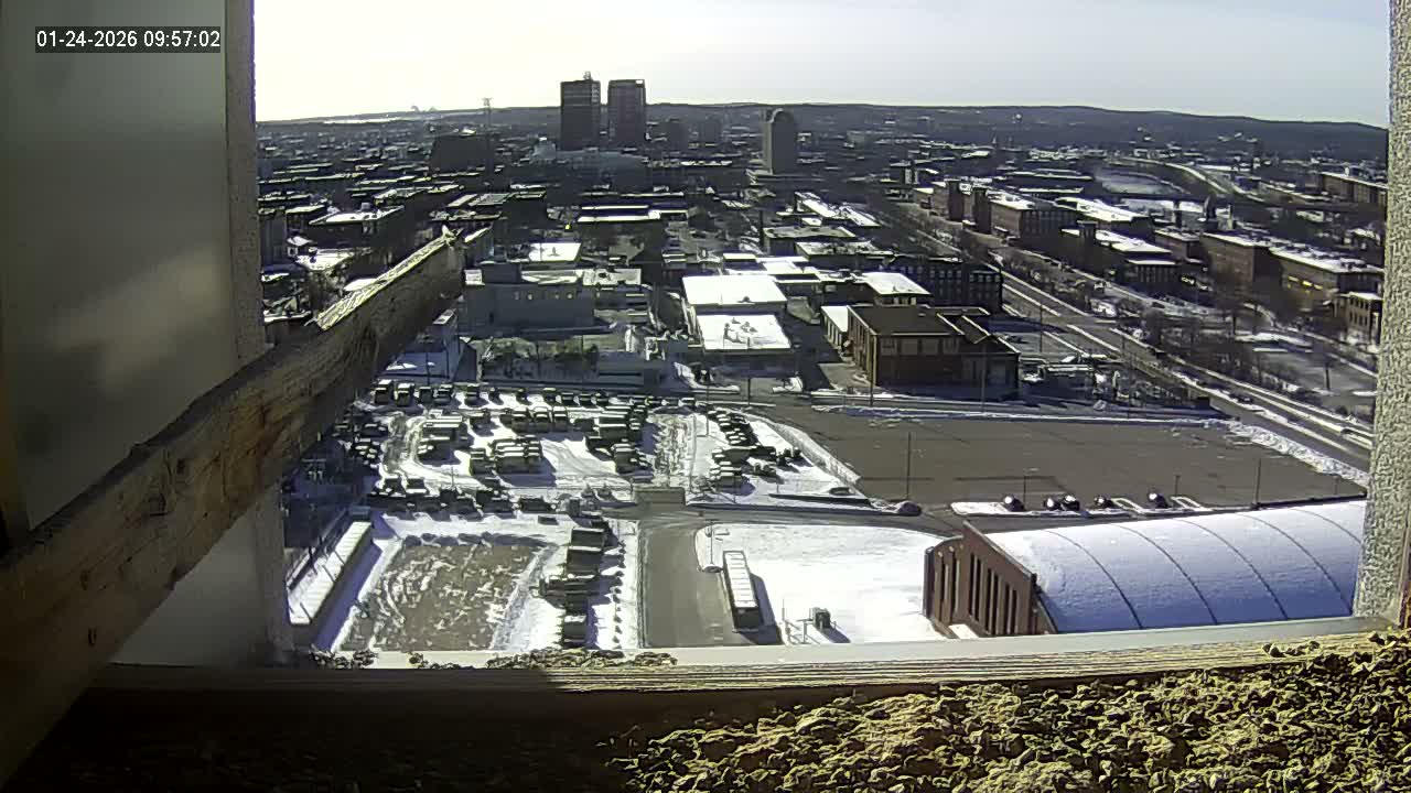 New Hampshire , Manchester City Skyline & Falcons Life Live Cam 1 - Manchester, Hillsborough, New Hampshire, USA