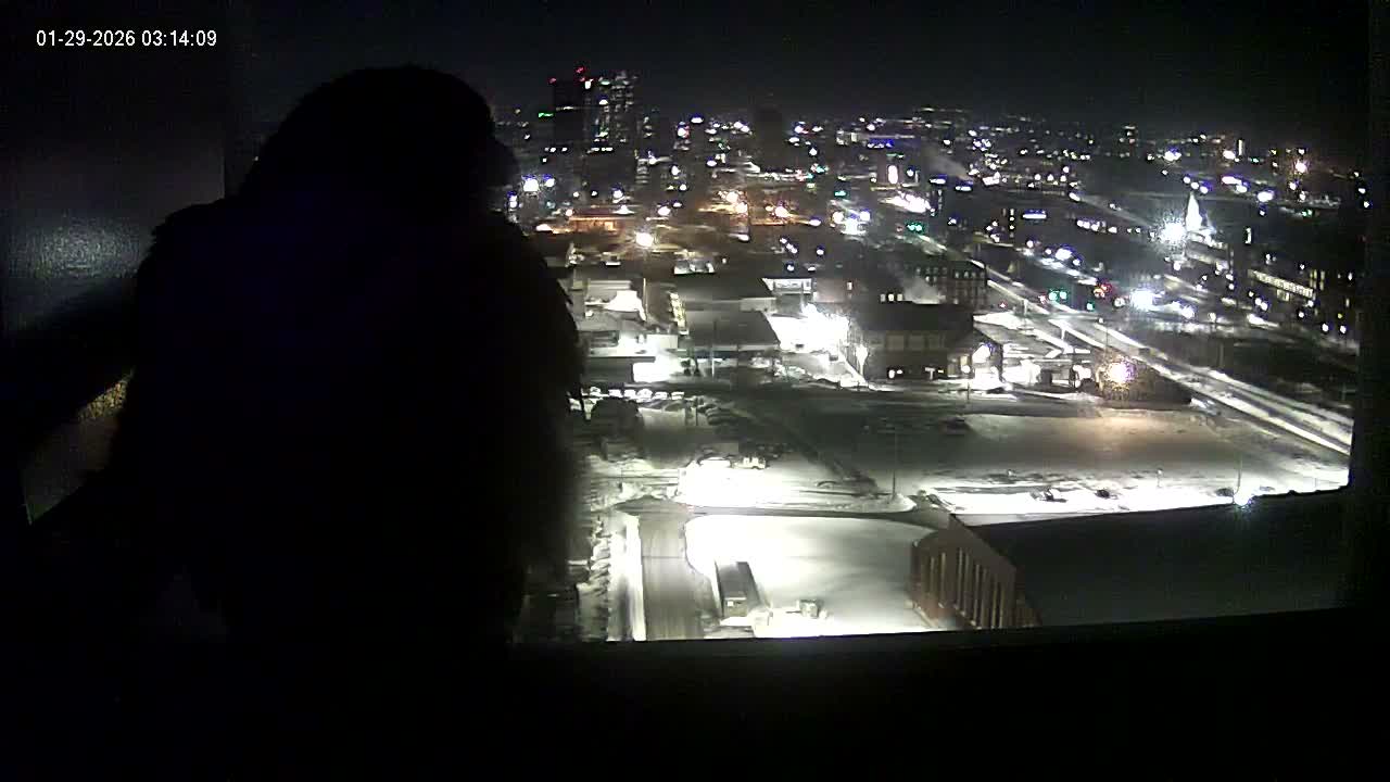 New Hampshire , Manchester City Skyline & Falcons Life Live Cam 1 - Manchester, Hillsborough, New Hampshire, USA