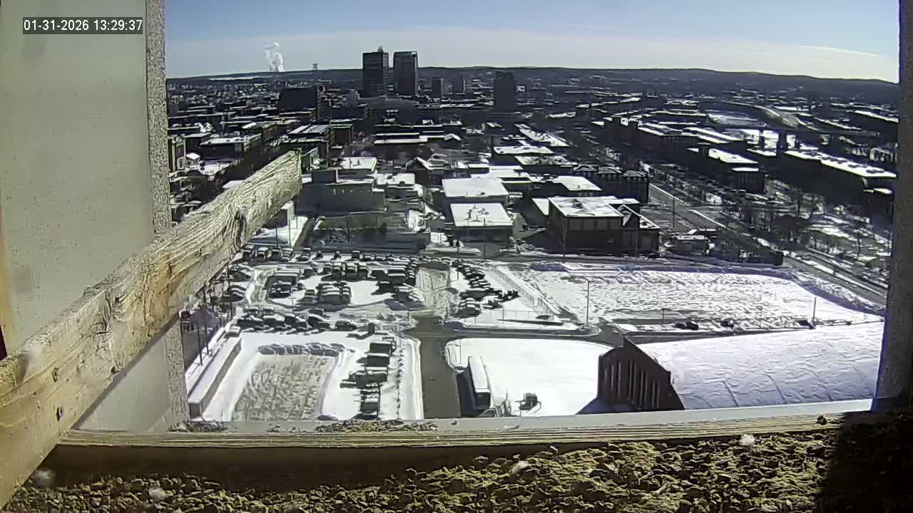 New Hampshire , Manchester City Skyline & Falcons Life Live Cam 1 - Manchester, Hillsborough, New Hampshire, USA