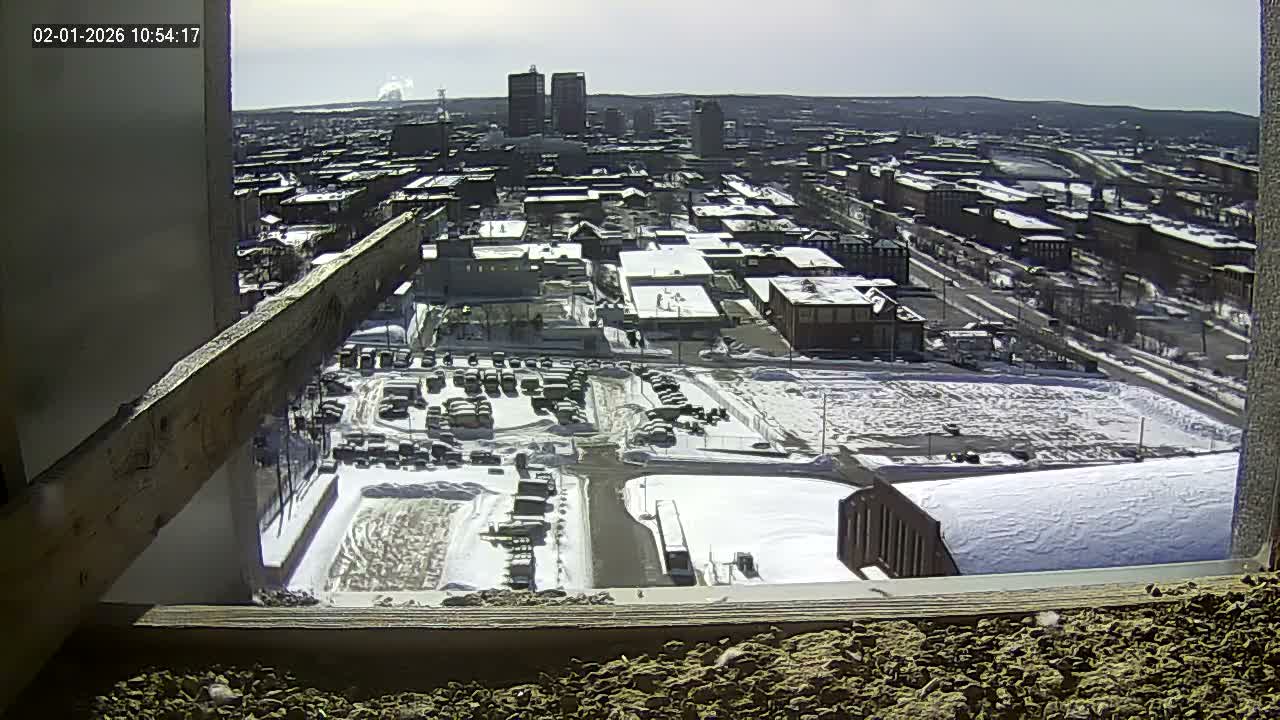 New Hampshire , Manchester City Skyline & Falcons Life Live Cam 1 - Manchester, Hillsborough, New Hampshire, USA