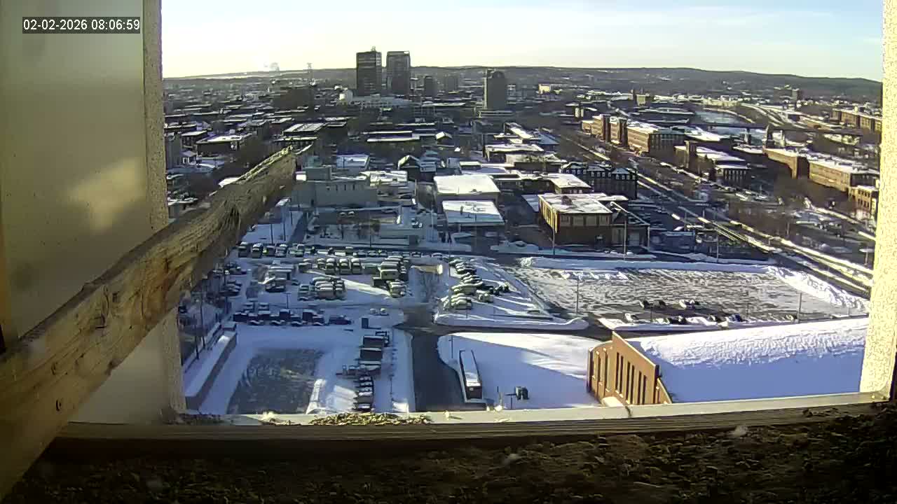 New Hampshire , Manchester City Skyline & Falcons Life Live Cam 1 - Manchester, Hillsborough, New Hampshire, USA