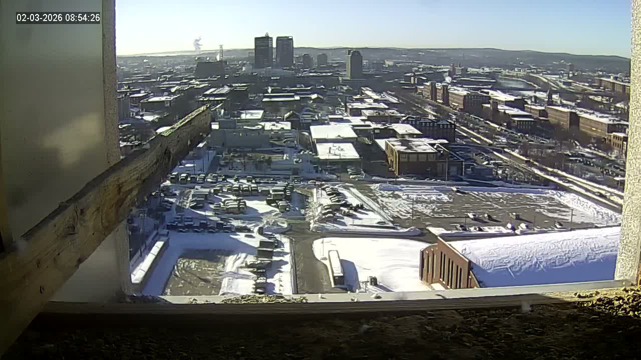 New Hampshire , Manchester City Skyline & Falcons Life Live Cam 1 - Manchester, Hillsborough, New Hampshire, USA