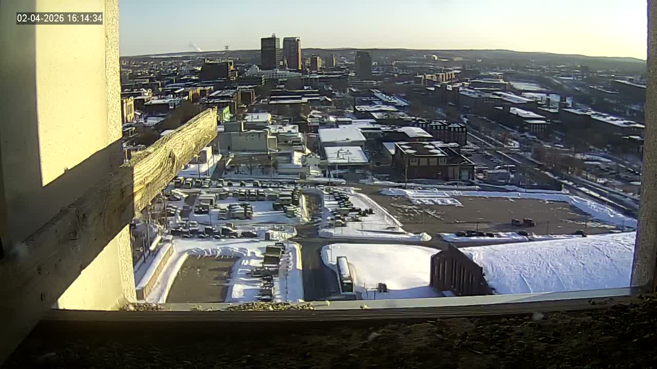 New Hampshire , Manchester City Skyline & Falcons Life Live Cam 1 - Manchester, Hillsborough, New Hampshire, USA