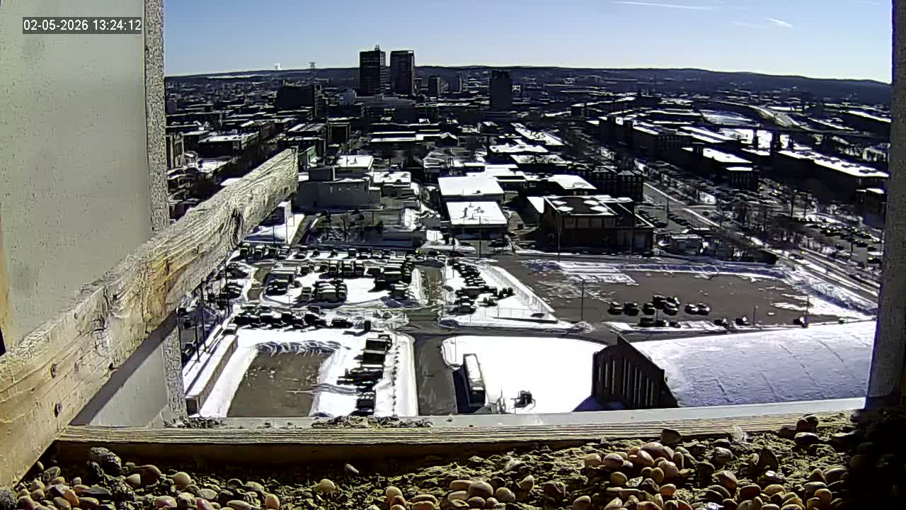 New Hampshire , Manchester City Skyline & Falcons Life Live Cam 1 - Manchester, Hillsborough, New Hampshire, USA