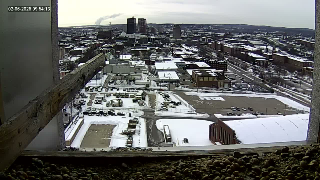 New Hampshire , Manchester City Skyline & Falcons Life Live Cam 1 - Manchester, Hillsborough, New Hampshire, USA