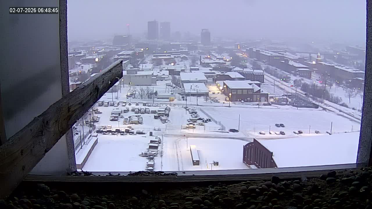New Hampshire , Manchester City Skyline & Falcons Life Live Cam 1 - Manchester, Hillsborough, New Hampshire, USA
