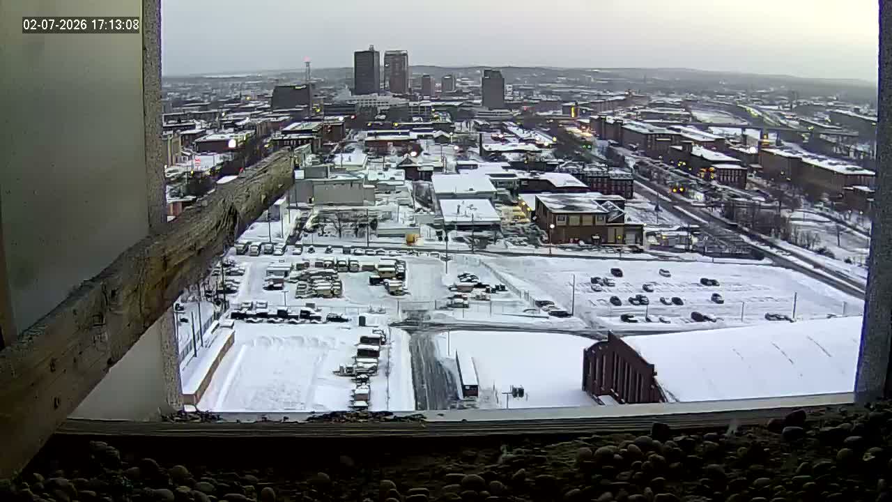 New Hampshire , Manchester City Skyline & Falcons Life Live Cam 1 - Manchester, Hillsborough, New Hampshire, USA