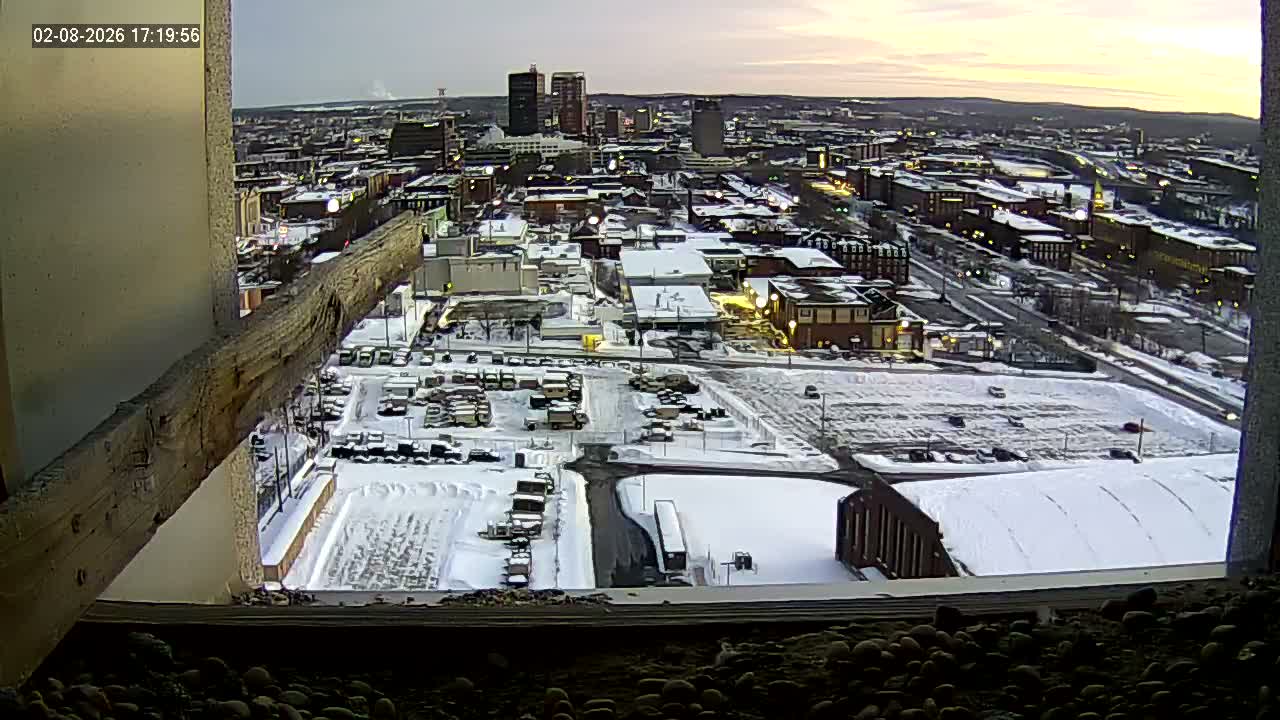 New Hampshire , Manchester City Skyline & Falcons Life Live Cam 1 - Manchester, Hillsborough, New Hampshire, USA