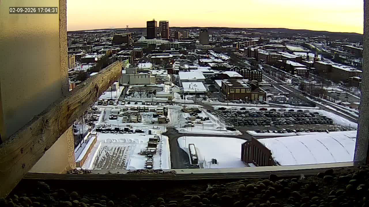 New Hampshire , Manchester City Skyline & Falcons Life Live Cam 1 - Manchester, Hillsborough, New Hampshire, USA
