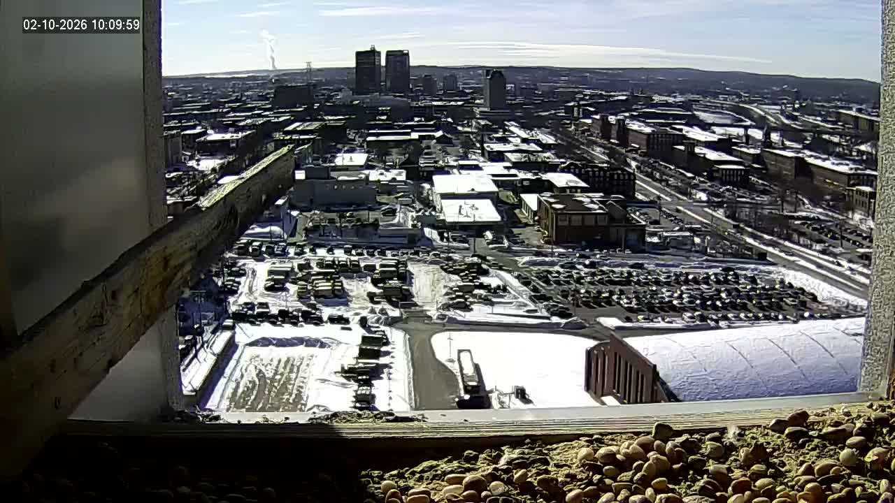 New Hampshire , Manchester City Skyline & Falcons Life Live Cam 1 - Manchester, Hillsborough, New Hampshire, USA