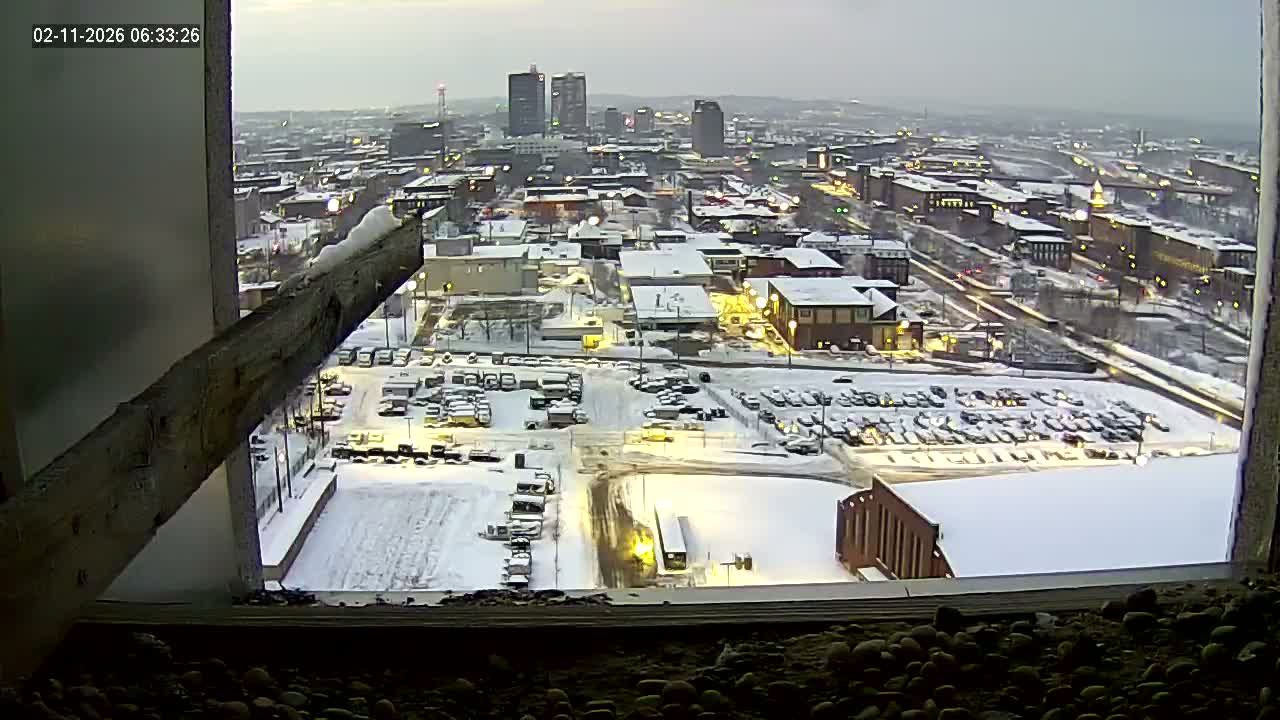 New Hampshire , Manchester City Skyline & Falcons Life Live Cam 1 - Manchester, Hillsborough, New Hampshire, USA