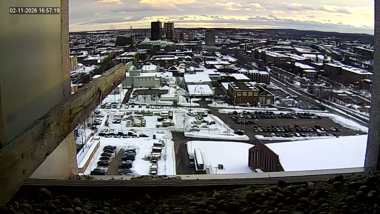 New Hampshire , Manchester City Skyline & Falcons Life Live Cam 1 - Manchester, Hillsborough, New Hampshire, USA