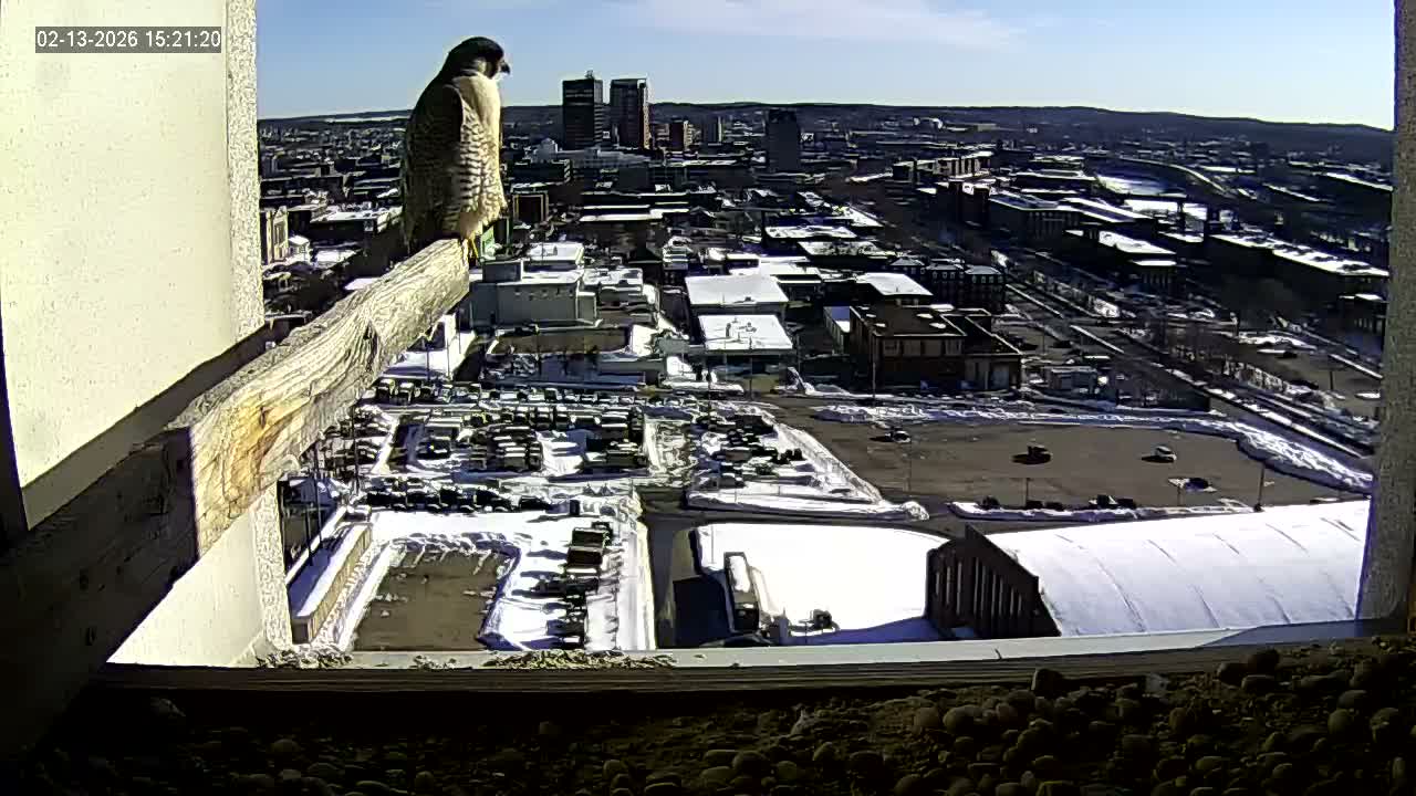 New Hampshire , Manchester City Skyline & Falcons Life Live Cam 1 - Manchester, Hillsborough, New Hampshire, USA
