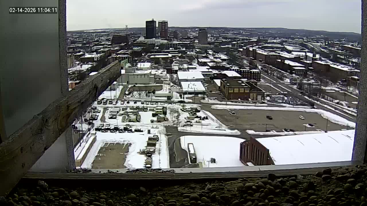 New Hampshire , Manchester City Skyline & Falcons Life Live Cam 1 - Manchester, Hillsborough, New Hampshire, USA