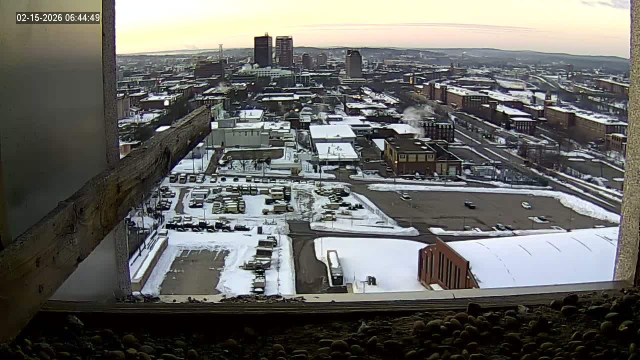 New Hampshire , Manchester City Skyline & Falcons Life Live Cam 1 - Manchester, Hillsborough, New Hampshire, USA