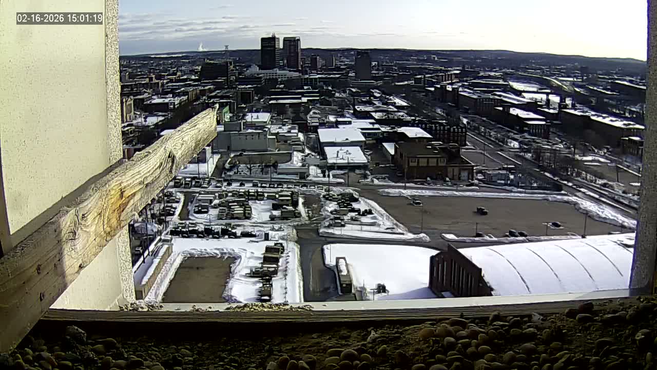 New Hampshire , Manchester City Skyline & Falcons Life Live Cam 1 - Manchester, Hillsborough, New Hampshire, USA