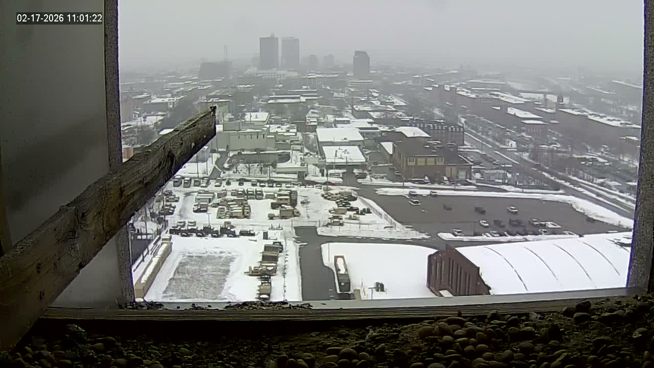 New Hampshire , Manchester City Skyline & Falcons Life Live Cam 1 - Manchester, Hillsborough, New Hampshire, USA