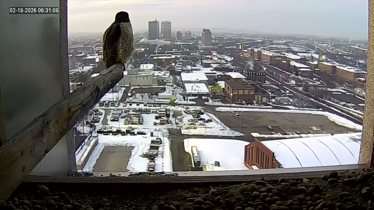 New Hampshire , Manchester City Skyline & Falcons Life Live Cam 1 - Manchester, Hillsborough, New Hampshire, USA