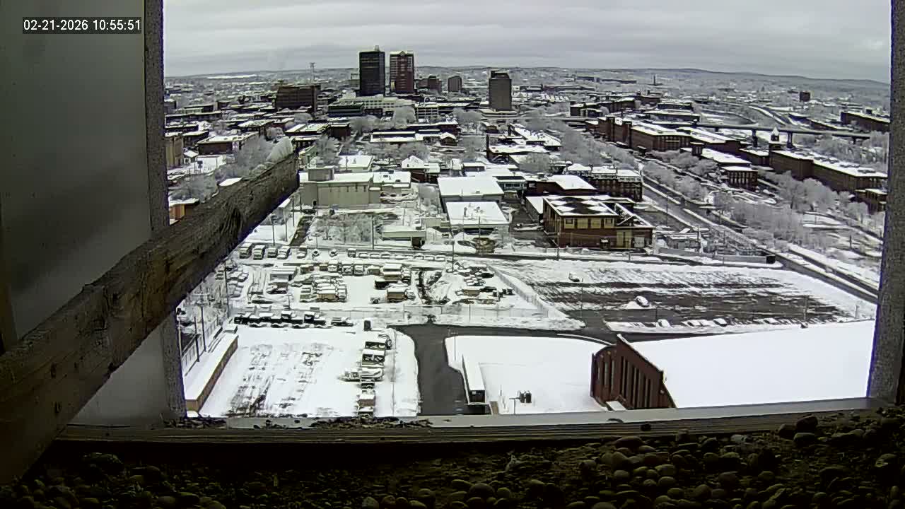 New Hampshire , Manchester City Skyline & Falcons Life Live Cam 1 - Manchester, Hillsborough, New Hampshire, USA