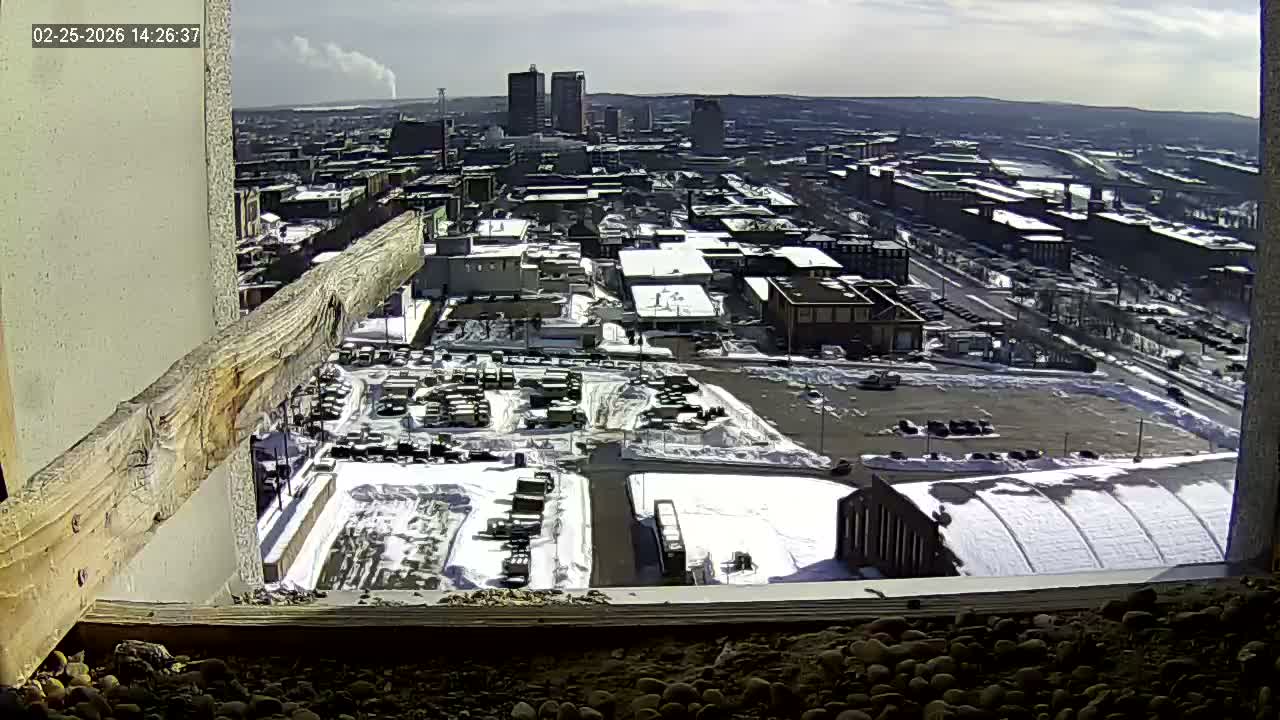 New Hampshire , Manchester City Skyline & Falcons Life Live Cam 1 - Manchester, Hillsborough, New Hampshire, USA