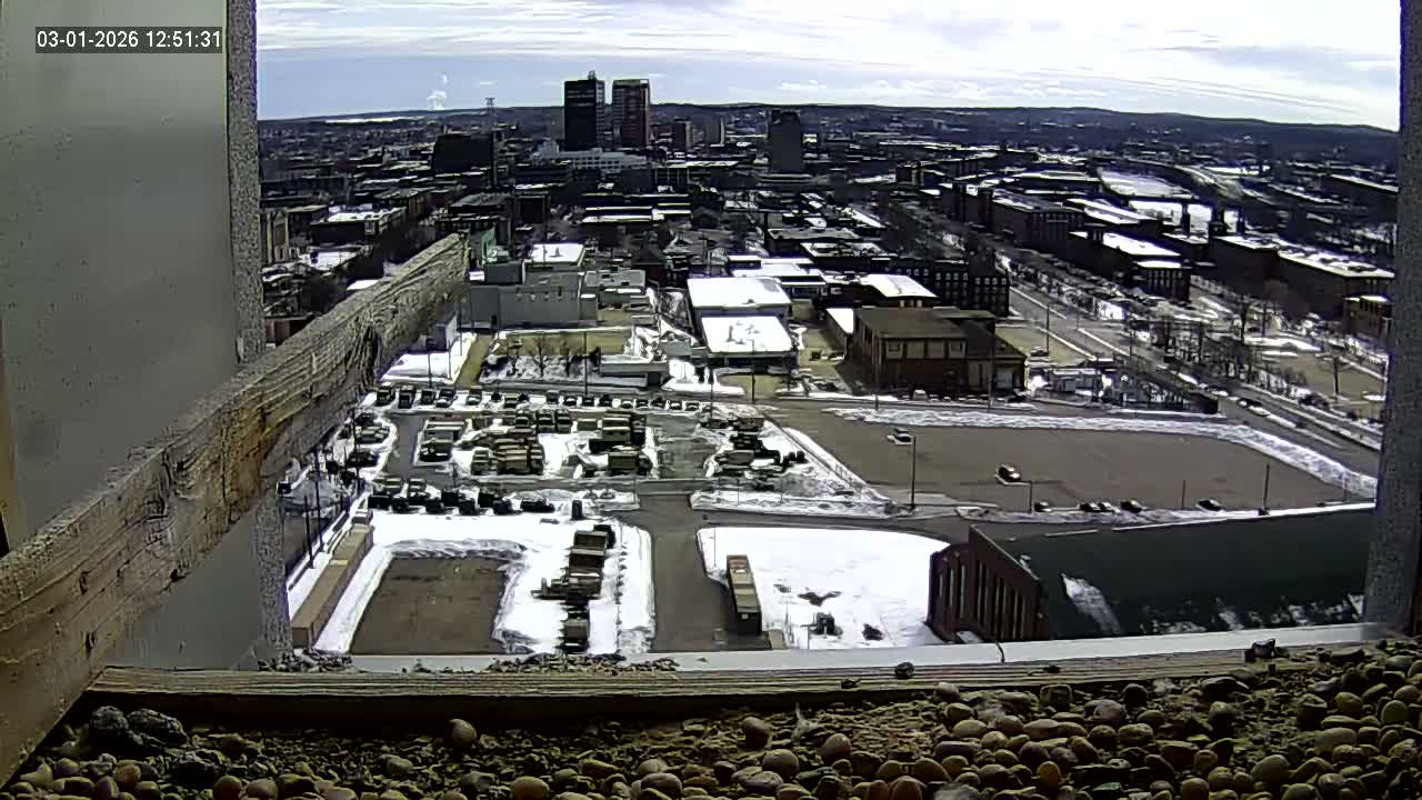New Hampshire , Manchester City Skyline & Falcons Life Live Cam 1 - Manchester, Hillsborough, New Hampshire, USA
