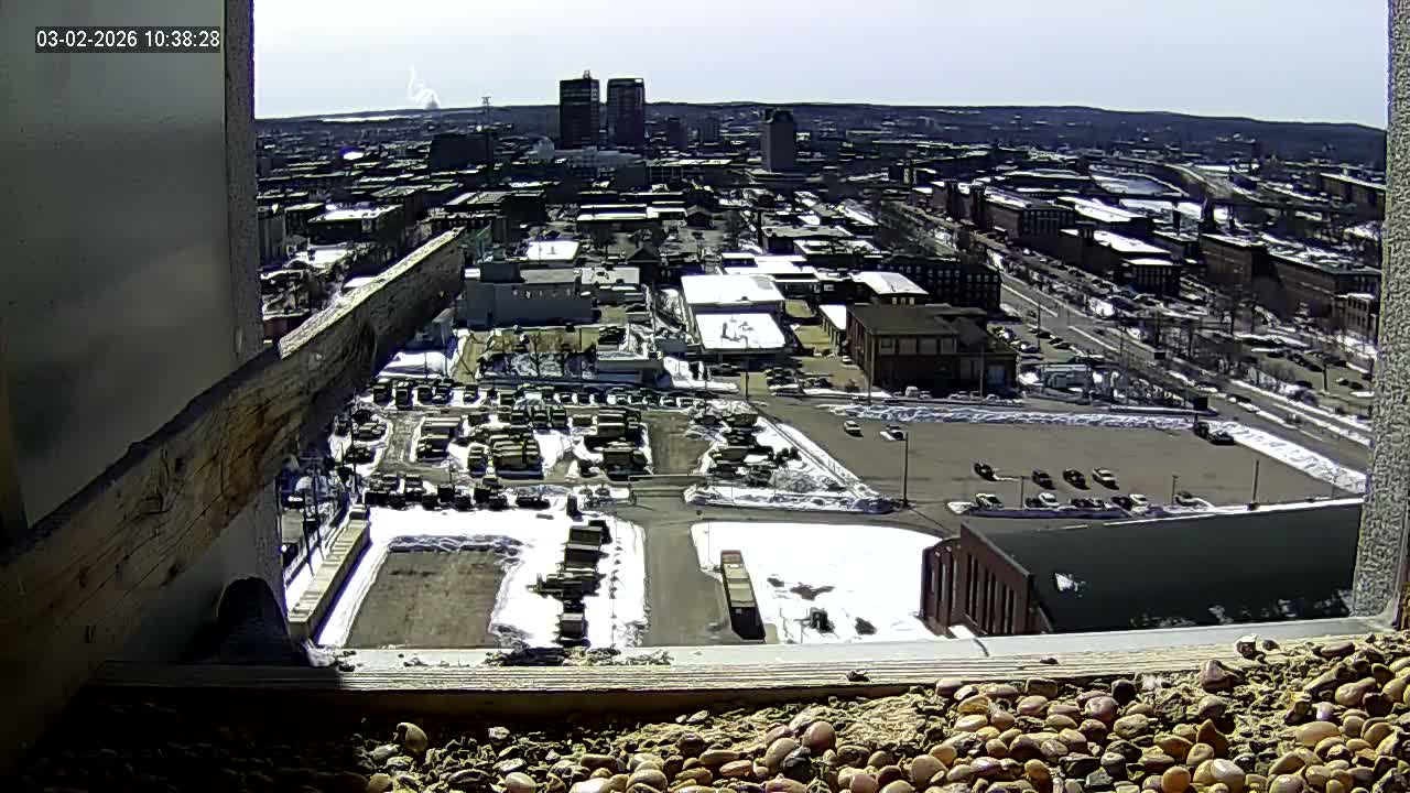 New Hampshire , Manchester City Skyline & Falcons Life Live Cam 1 - Manchester, Hillsborough, New Hampshire, USA