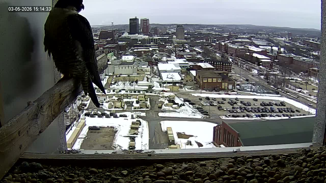 New Hampshire , Manchester City Skyline & Falcons Life Live Cam 1 - Manchester, Hillsborough, New Hampshire, USA