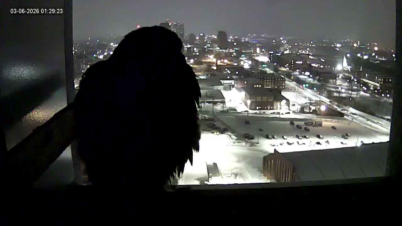 New Hampshire , Manchester City Skyline & Falcons Life Live Cam 1 - Manchester, Hillsborough, New Hampshire, USA