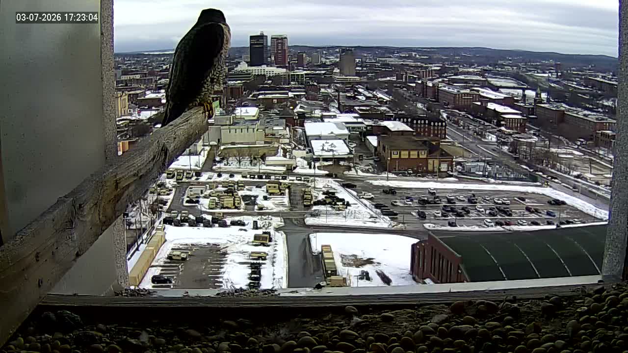 New Hampshire , Manchester City Skyline & Falcons Life Live Cam 1 - Manchester, Hillsborough, New Hampshire, USA