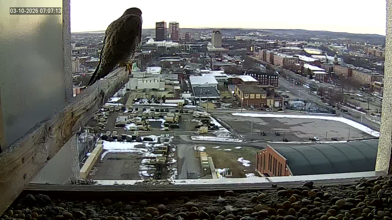New Hampshire , Manchester City Skyline & Falcons Life Live Cam 1 - Manchester, Hillsborough, New Hampshire, USA