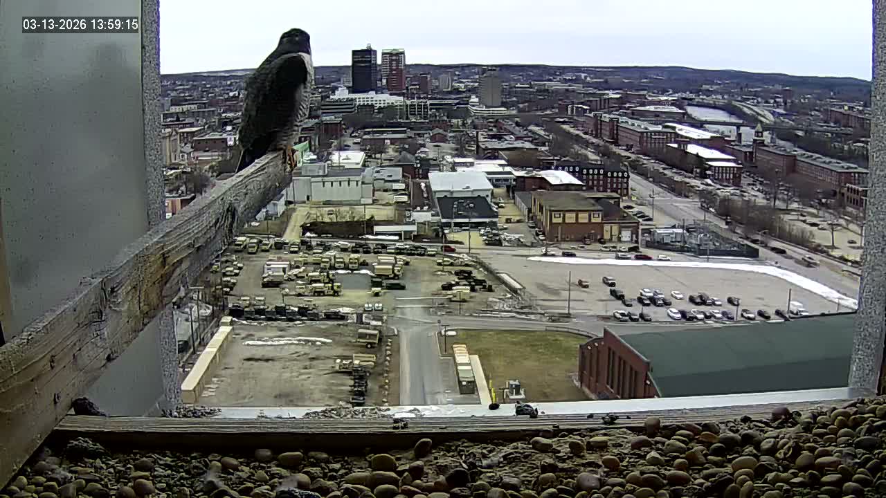 New Hampshire , Manchester City Skyline & Falcons Life Live Cam 1 - Manchester, Hillsborough, New Hampshire, USA