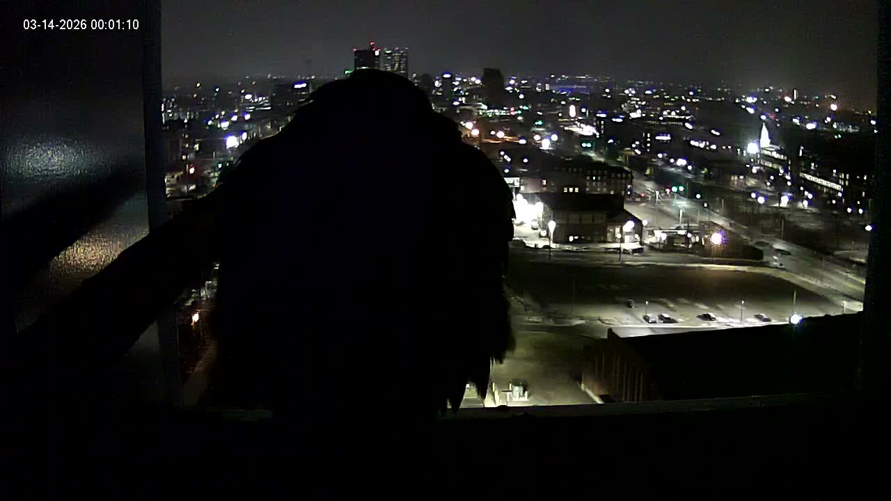 New Hampshire , Manchester City Skyline & Falcons Life Live Cam 1 - Manchester, Hillsborough, New Hampshire, USA