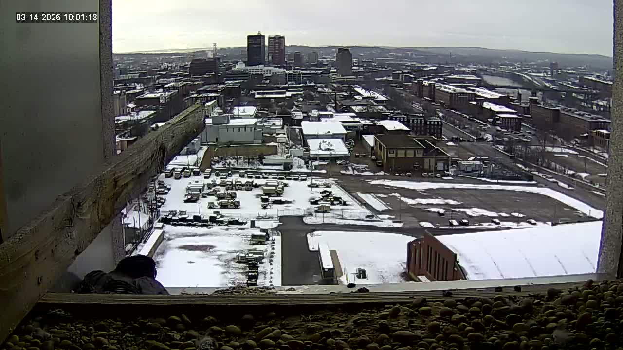 New Hampshire , Manchester City Skyline & Falcons Life Live Cam 1 - Manchester, Hillsborough, New Hampshire, USA
