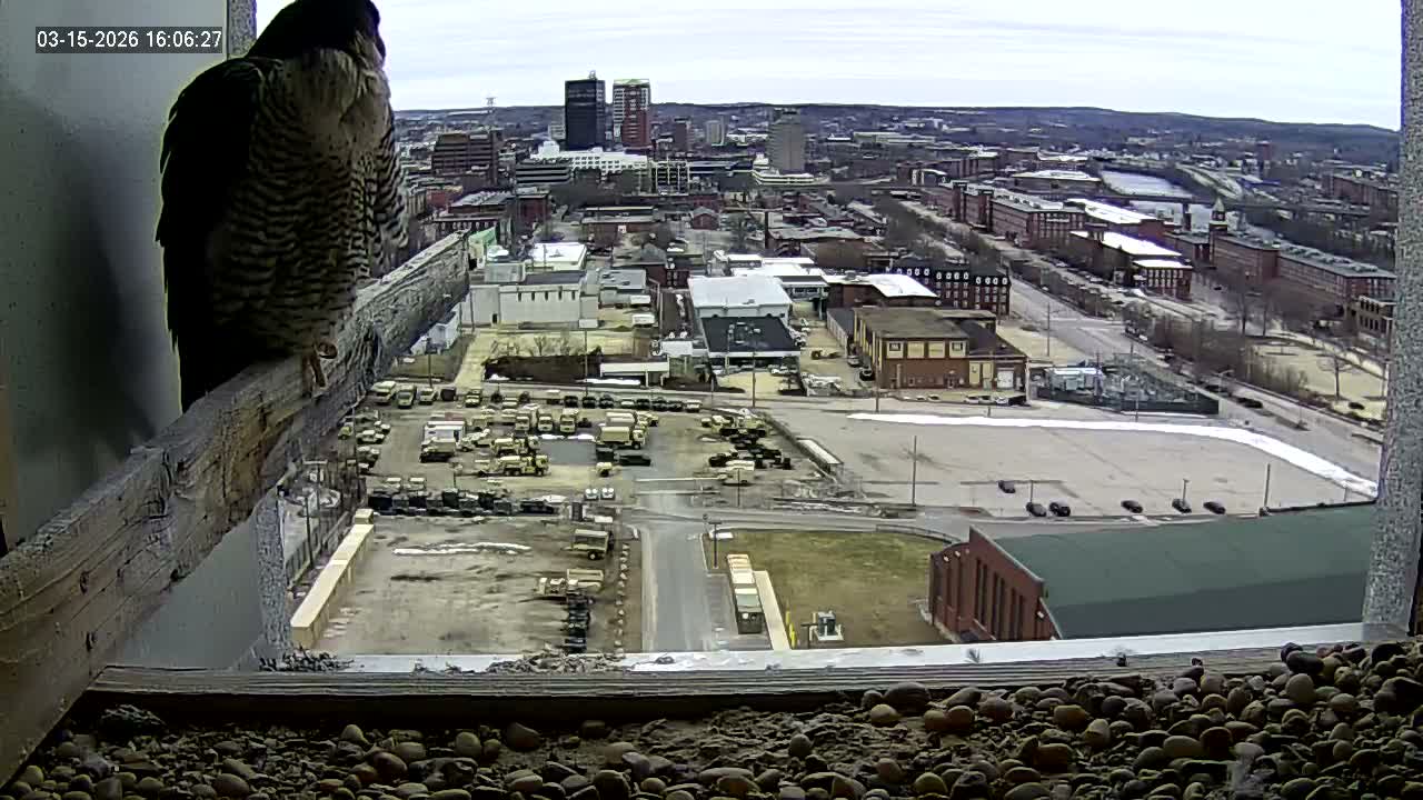 New Hampshire , Manchester City Skyline & Falcons Life Live Cam 1 - Manchester, Hillsborough, New Hampshire, USA
