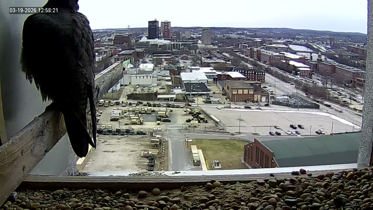 New Hampshire , Manchester City Skyline & Falcons Life Live Cam 1 - Manchester, Hillsborough, New Hampshire, USA