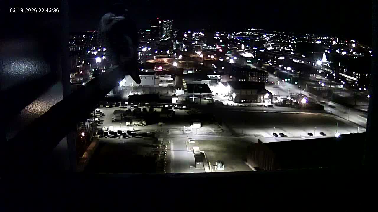 New Hampshire , Manchester City Skyline & Falcons Life Live Cam 1 - Manchester, Hillsborough, New Hampshire, USA