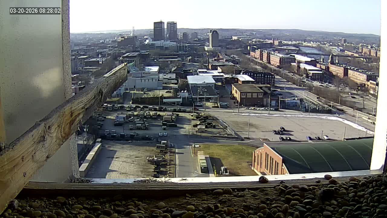 New Hampshire , Manchester City Skyline & Falcons Life Live Cam 1 - Manchester, Hillsborough, New Hampshire, USA