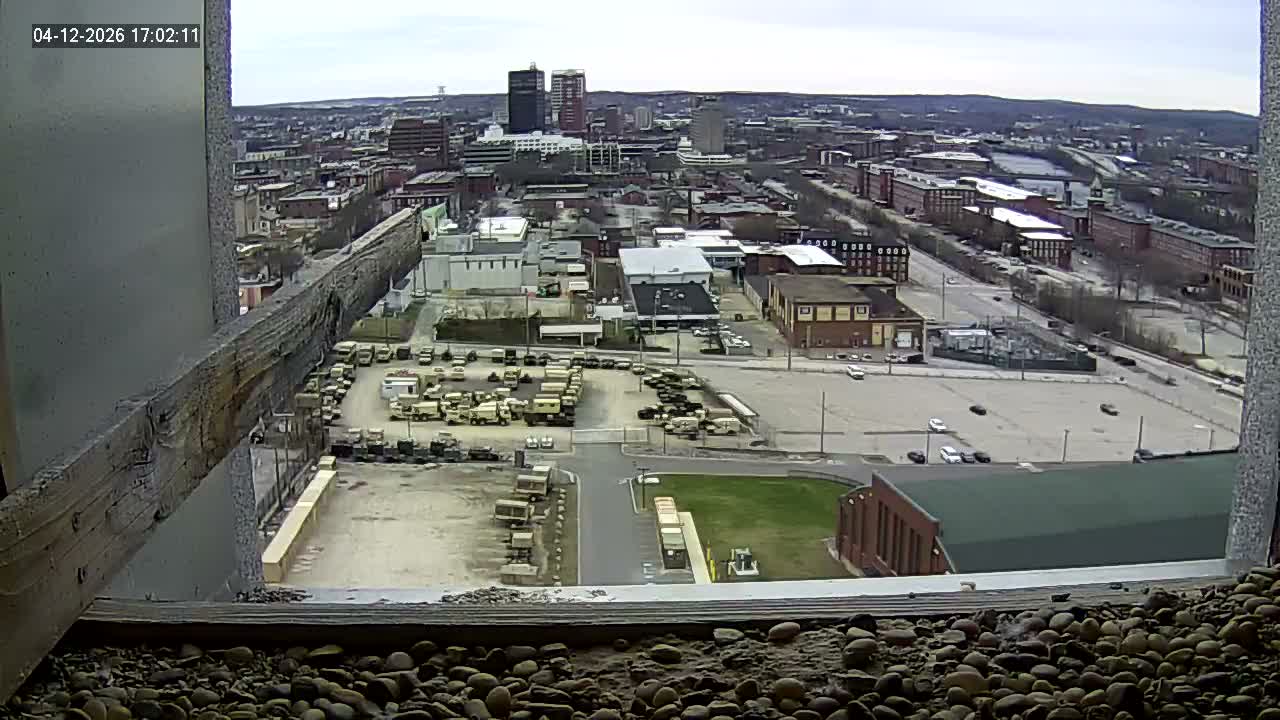 New Hampshire , Manchester City Skyline & Falcons Life Live Cam 1 - Manchester, Hillsborough, New Hampshire, USA
