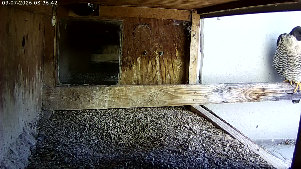A peregrine falcon perches on a wooden beam inside a wooden birdhouse filled with a bed of gravel.