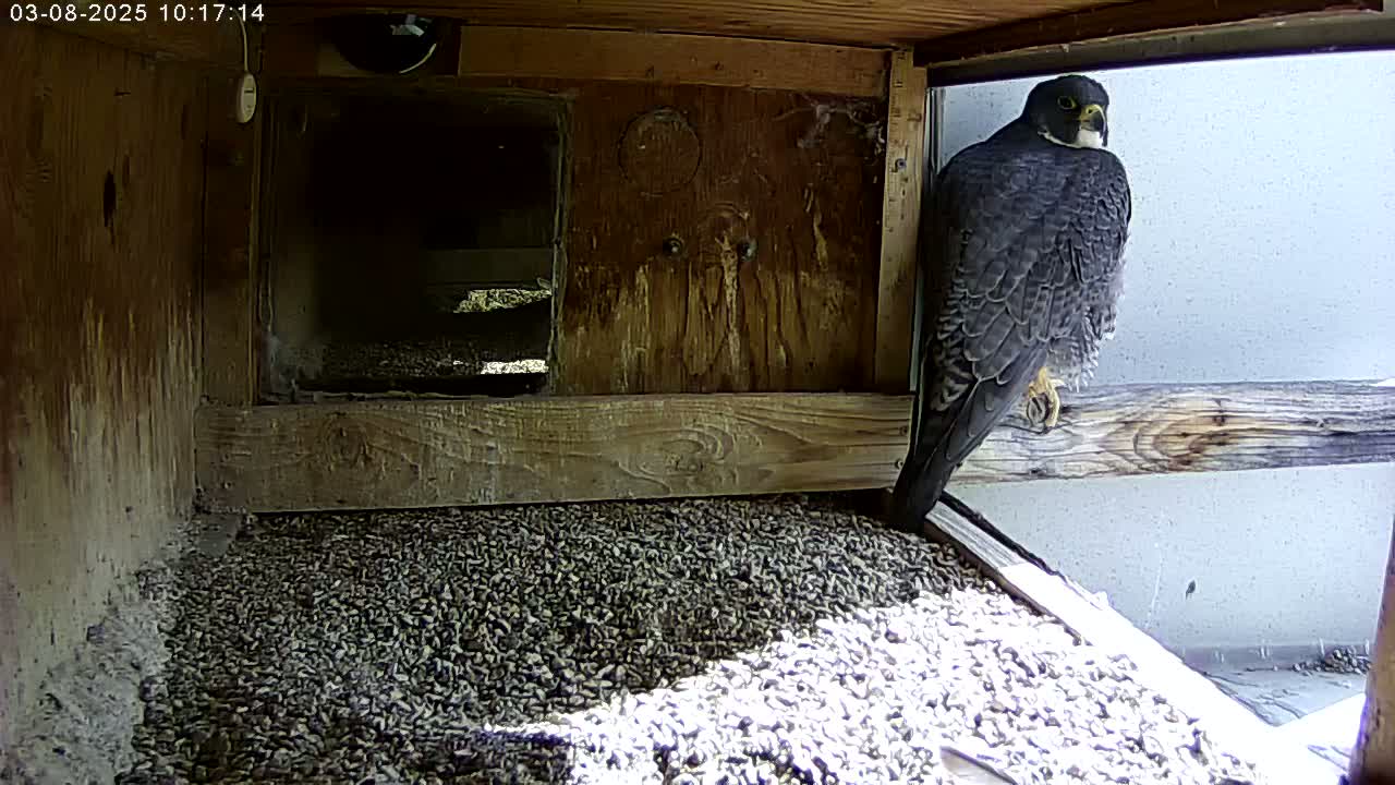 A peregrine falcon perches on a wooden ledge inside a wooden box filled with gravel, sunlight illuminating part of the floor.
