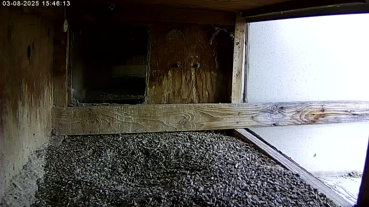 The interior of a wooden birdhouse shows a floor covered in a thick layer of dark-colored pellets, with a partially visible exterior wall and overcast sky visible through a window.
