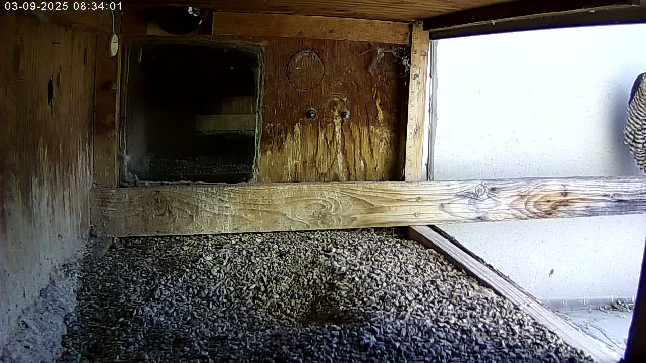 A bird sits in a wooden enclosure partially filled with wood chips, which is situated next to a light-colored wall.