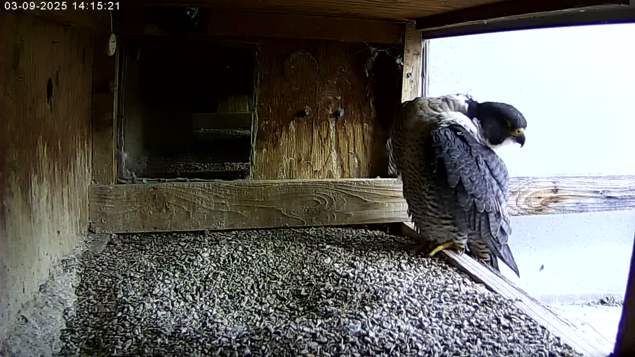 A peregrine falcon is perched on a wooden ledge inside a boxy structure with a small window showing an overcast sky.