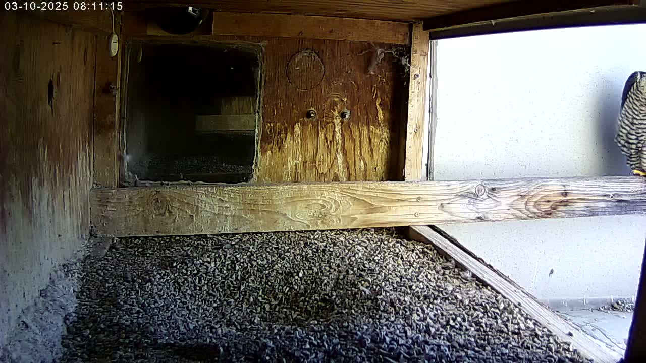 A peregrine falcon perches on a wooden ledge inside a weathered wooden box filled with gravel.