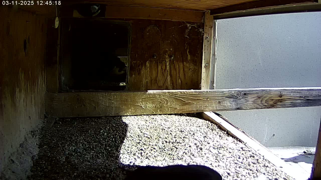 A partially sunlit, wooden birdhouse interior contains a small pile of gravel, and a bird is partially visible in a shadowed back corner.